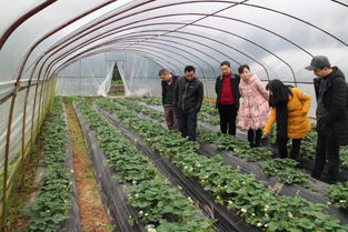 翠屏區農林畜牧局開展元旦節前農產品質量安全專項檢查，筑牢食用農產品安全“防火墻”